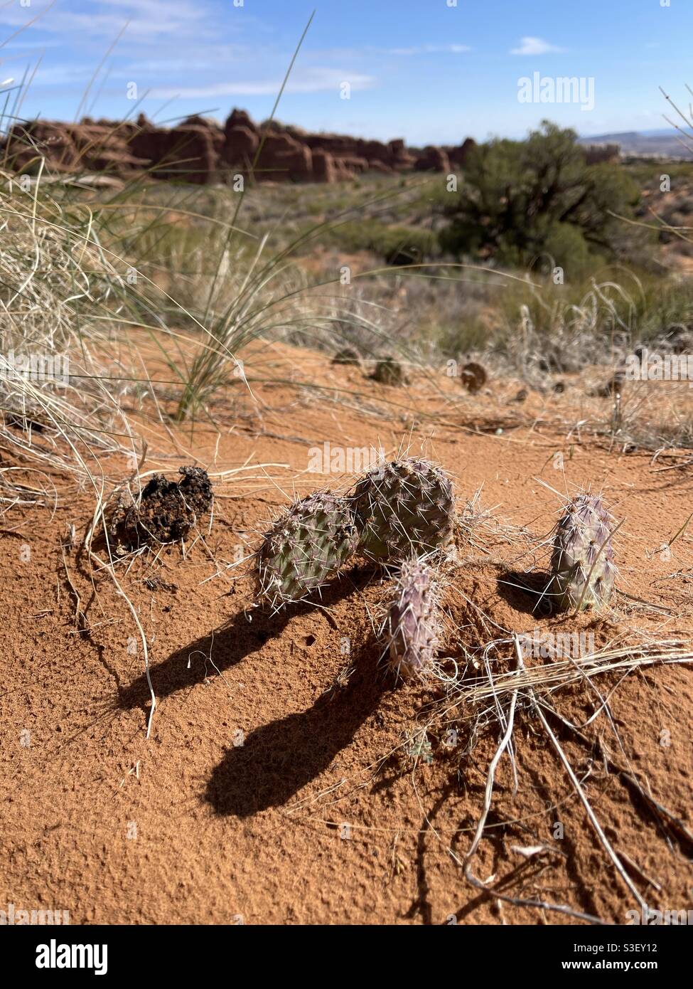 Prickly pear cactus at Arches national park, utah - Smartphone Captured Stock Image