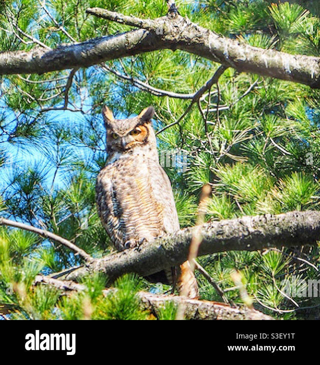 A Great Horned owl perched on tree branch in the sunlight. Stock Photo