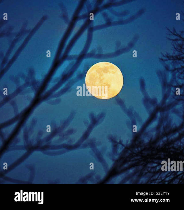 A bright full moon shines in night sky framed between tree branches. - Smartphone Captured Stock Image