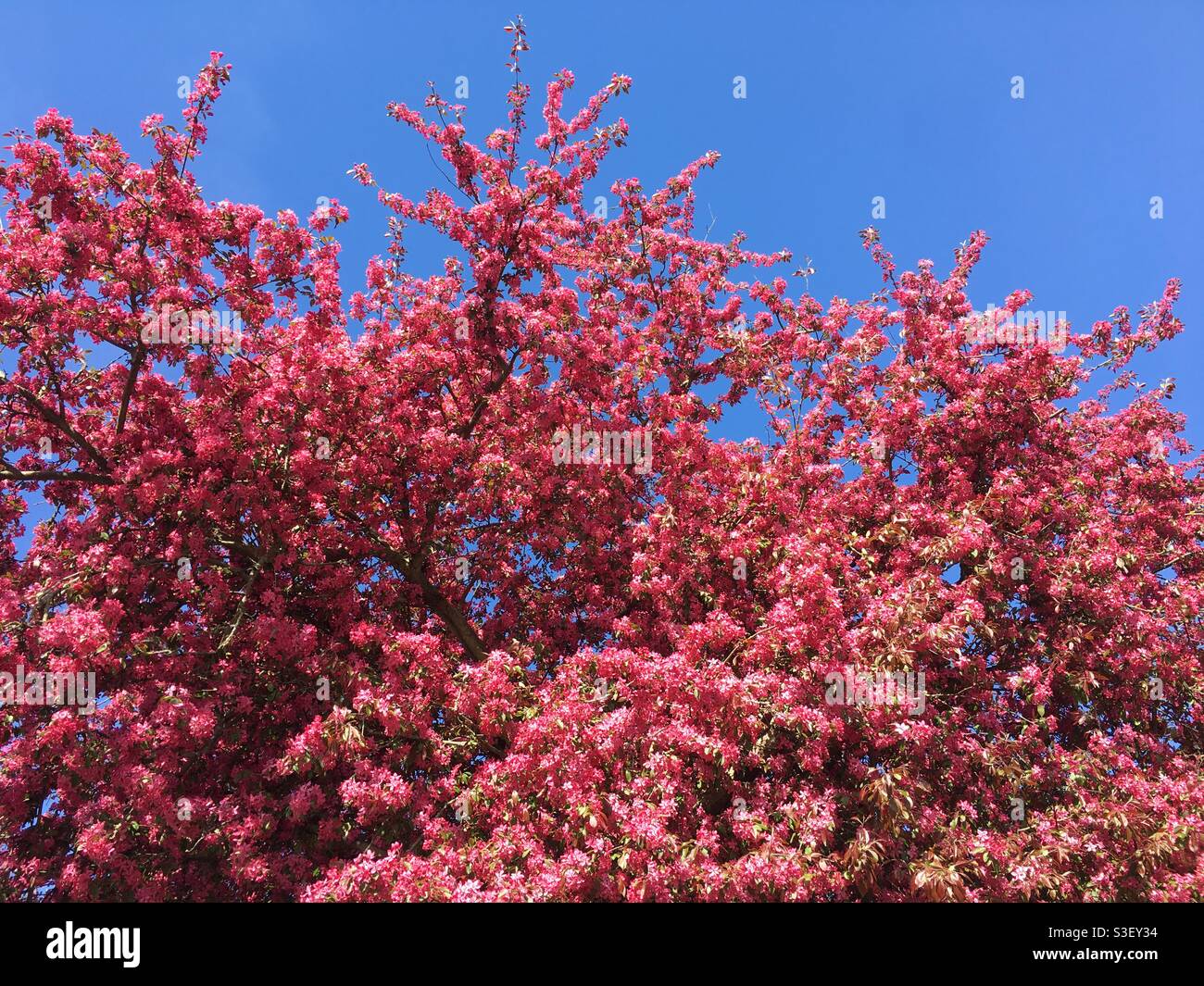 Deep pink blossom tree against blue sky - Smartphone Captured Stock Image