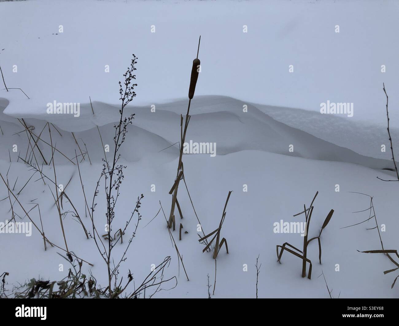 Bulrush in the snow - Smartphone Captured Stock Image