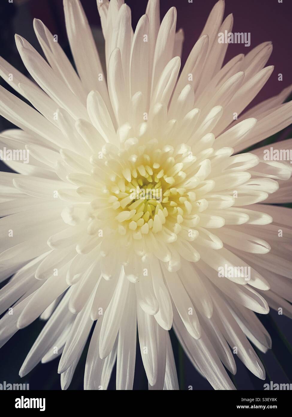 A photograph of a beautiful full bloom Anastasia spider flower. Stunning white petals - Smartphone Captured Stock Image