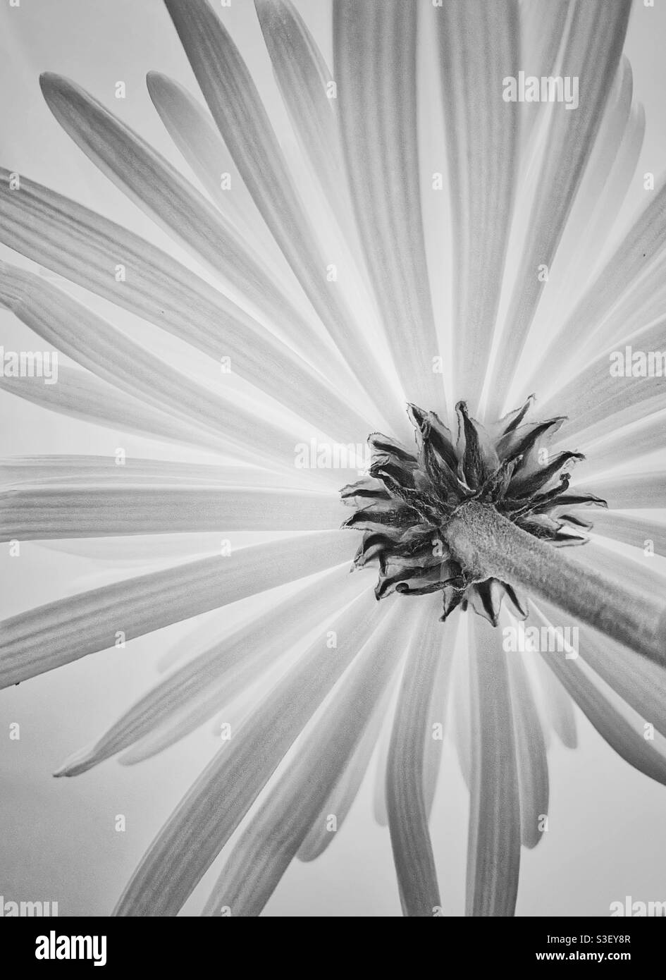 A black and white photograph of the underside of a single beautiful bloom. Classic and simple, elegant image - Smartphone Captured Stock Image