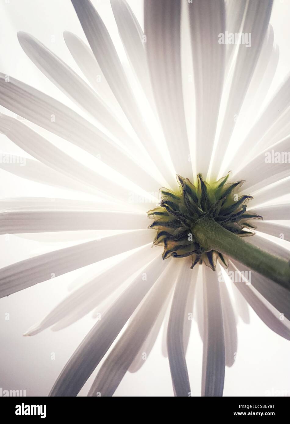 A close up photograph of the underside of a single beautiful white flower. Classic and elegant image. Anastasia spider flower. White background - Smartphone Captured Stock Image