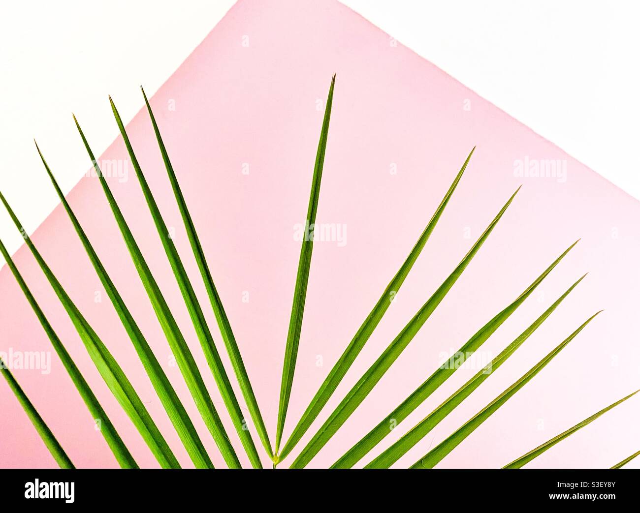 A photograph of a palm frond leaf against a pink and white geometric background - Smartphone Captured Stock Image
