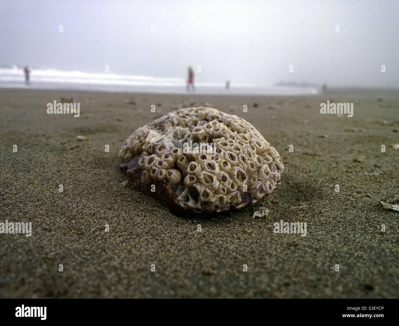 Shell in the beach on a cloudy morning Stock Photo