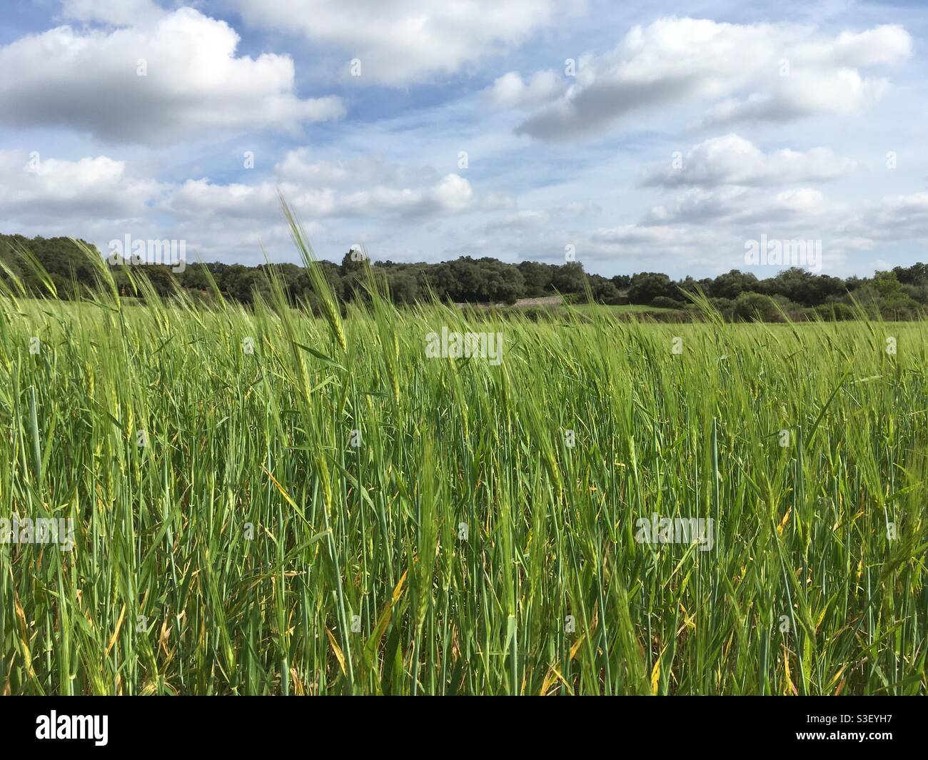lush green landscape blue sky with white clouds Stock Photo