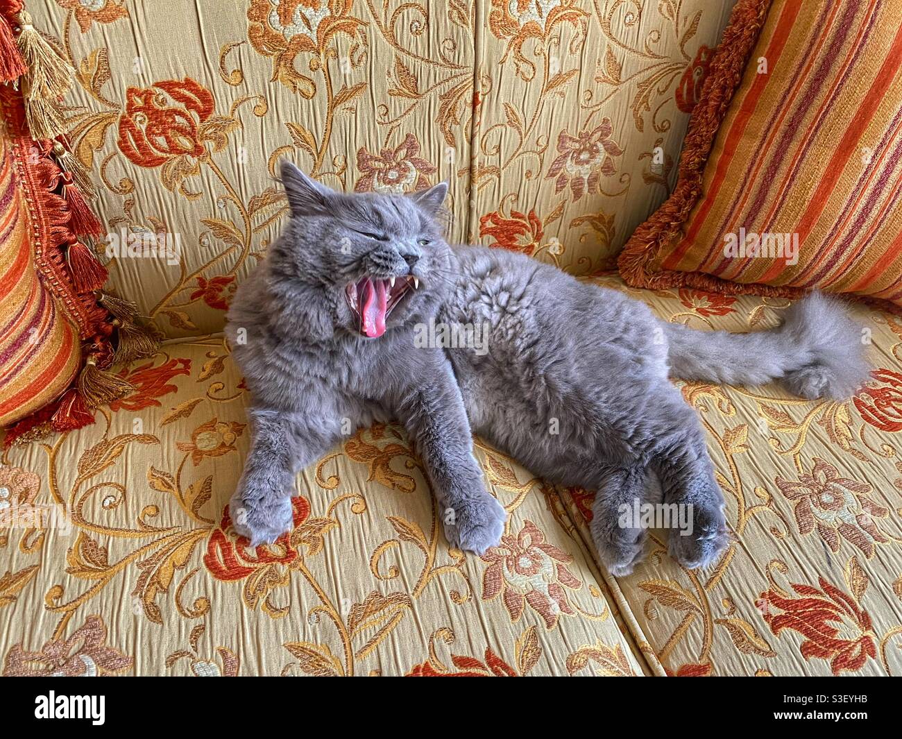 Grey British cat lazy on couch yawning Stock Photo