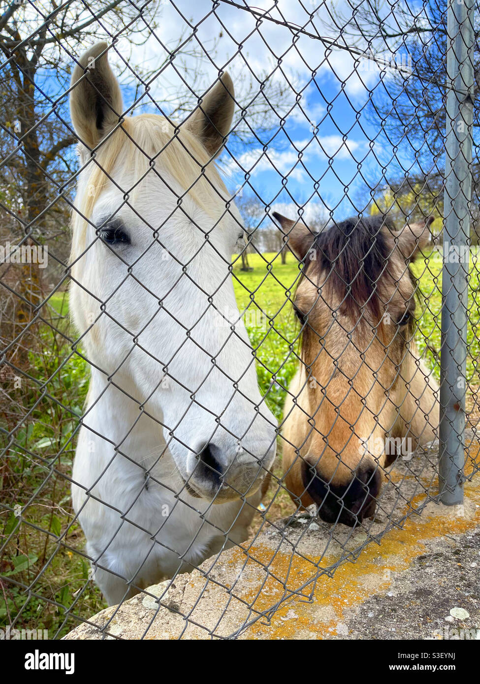 Two horses behind a wire netting - Smartphone Captured Stock Image