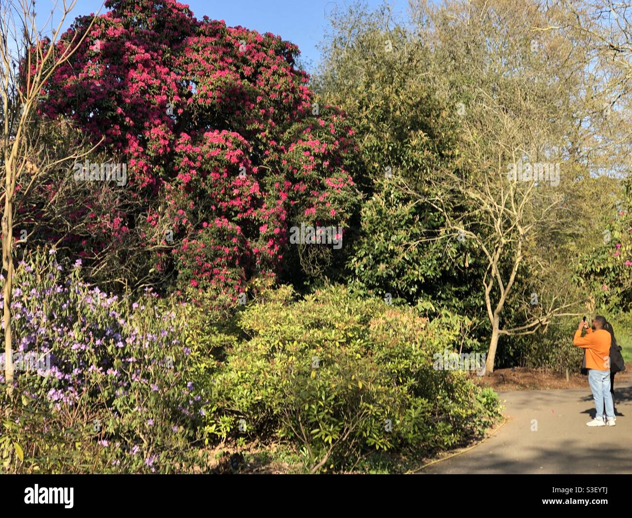 Giant rhododendron in Kew Gardens dwarfs visitors, as attractions reopen after COVID-19 lockdown. - Smartphone Captured Stock Image