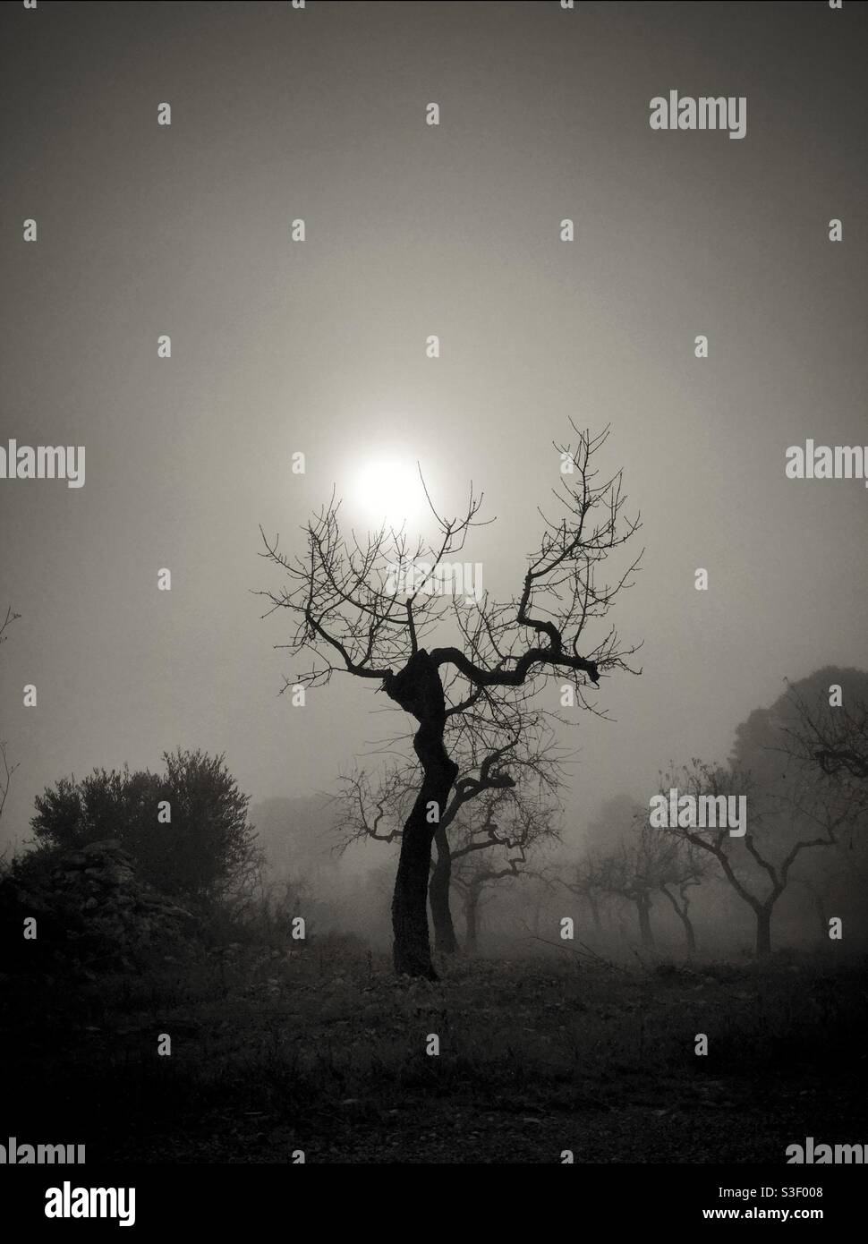 Almond tree in fog, Catalonia, Spain. - Smartphone Captured Stock Image