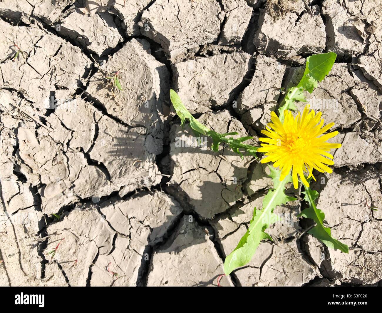 A hardy plant or weed growing in a harsh environment with cracked and scorched earth in a desert
