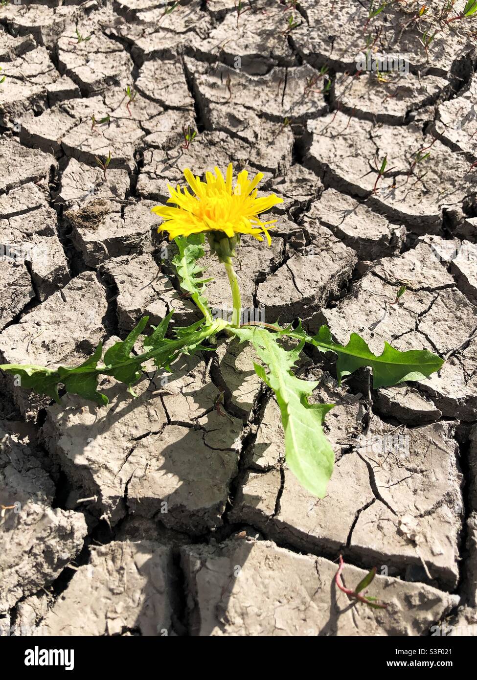 A hardy and resilient plant or weed growing in parched and scorched earth with cracks because of drought and dry weather - Smartphone Captured Stock Image