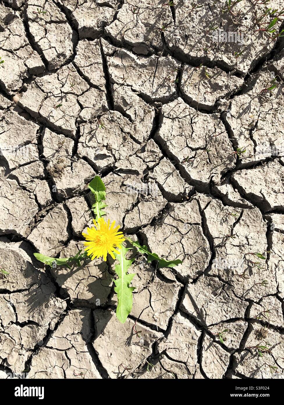 A loan plant or weed flourishing in an arid climate during a heatwave and drought with no rainfall - Smartphone Captured Stock Image