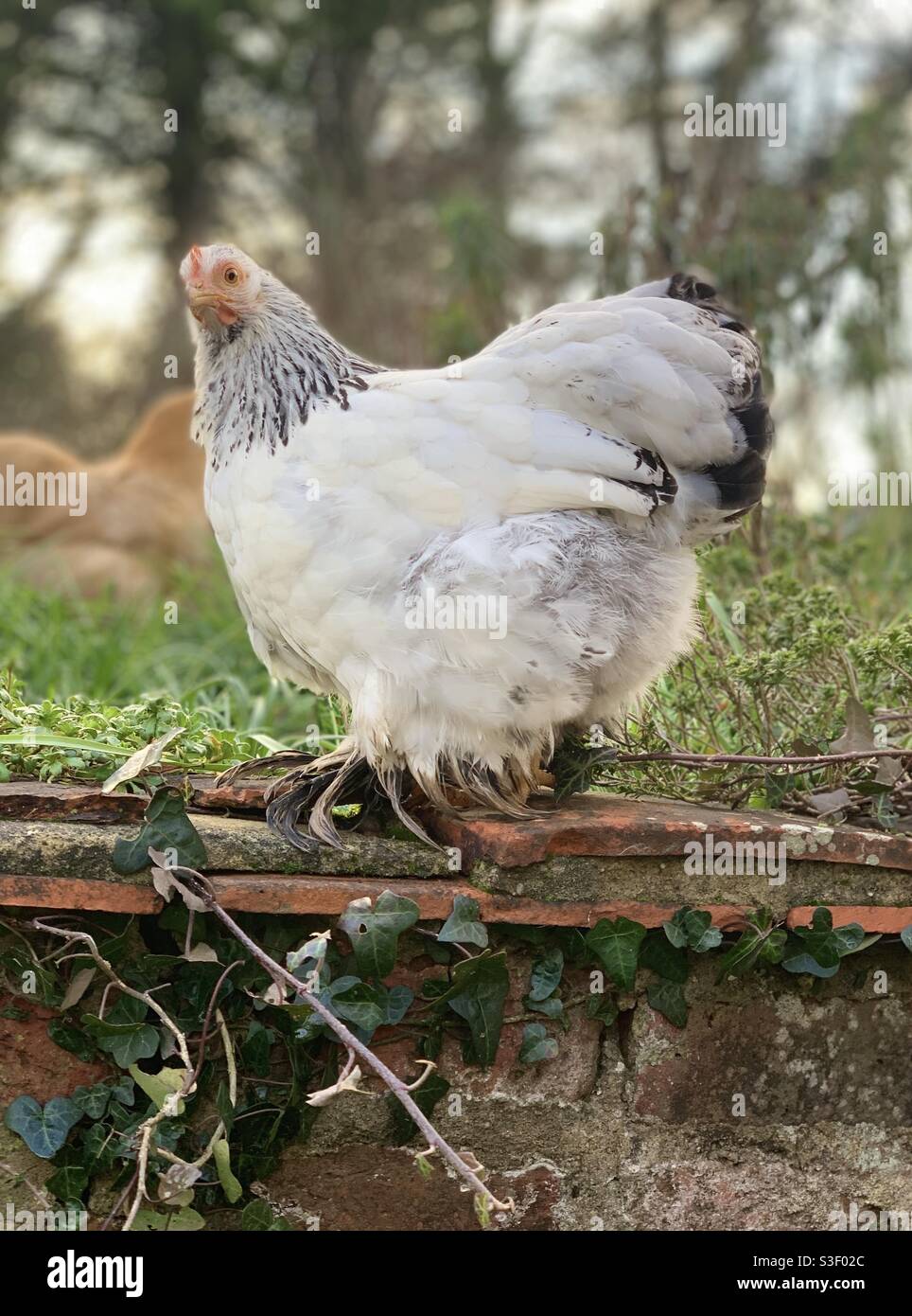 Young hen standing on brick wall Stock Photo