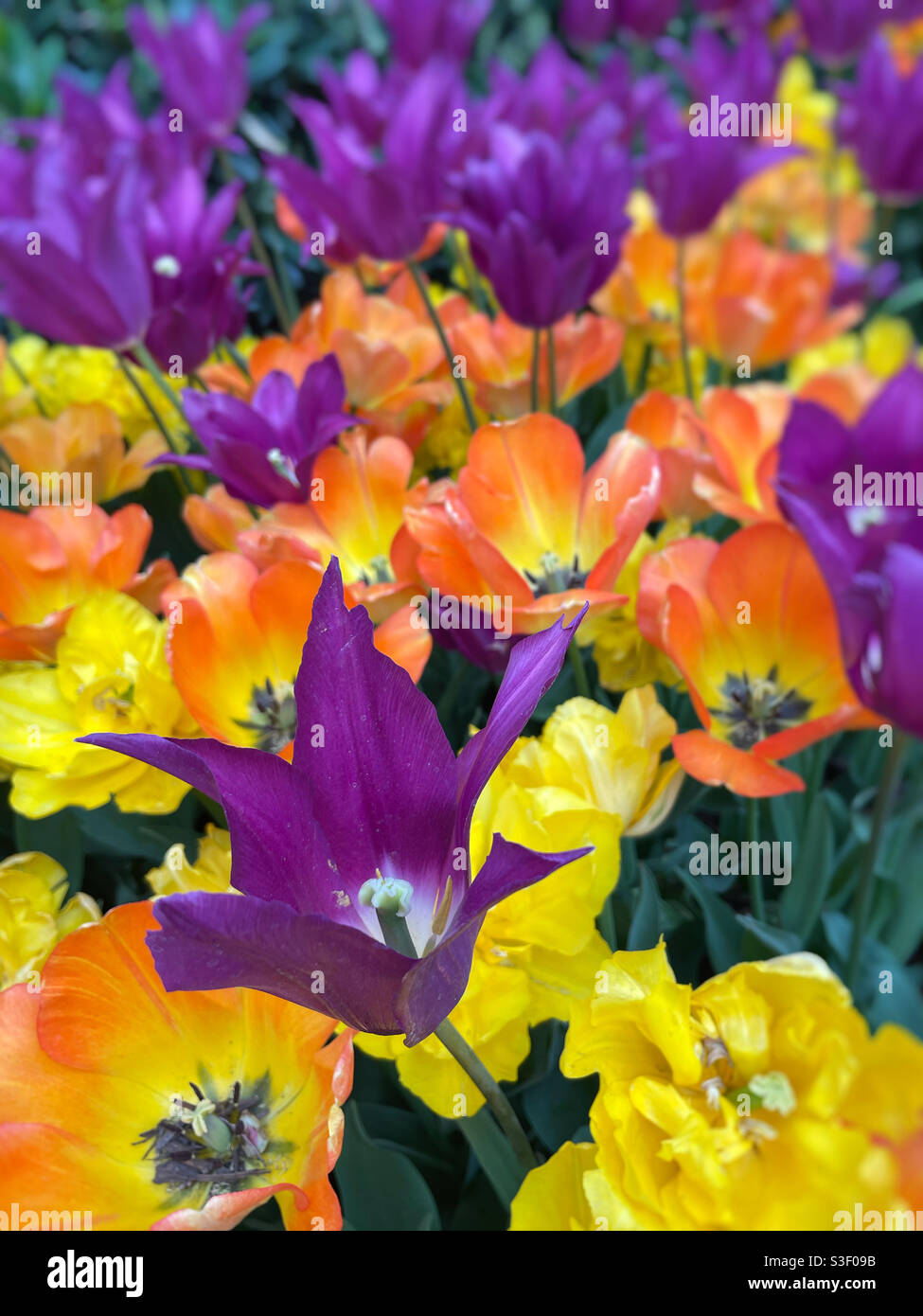 Close up of brightly colored tulips in full bloom on a spring day - Smartphone Captured Stock Image