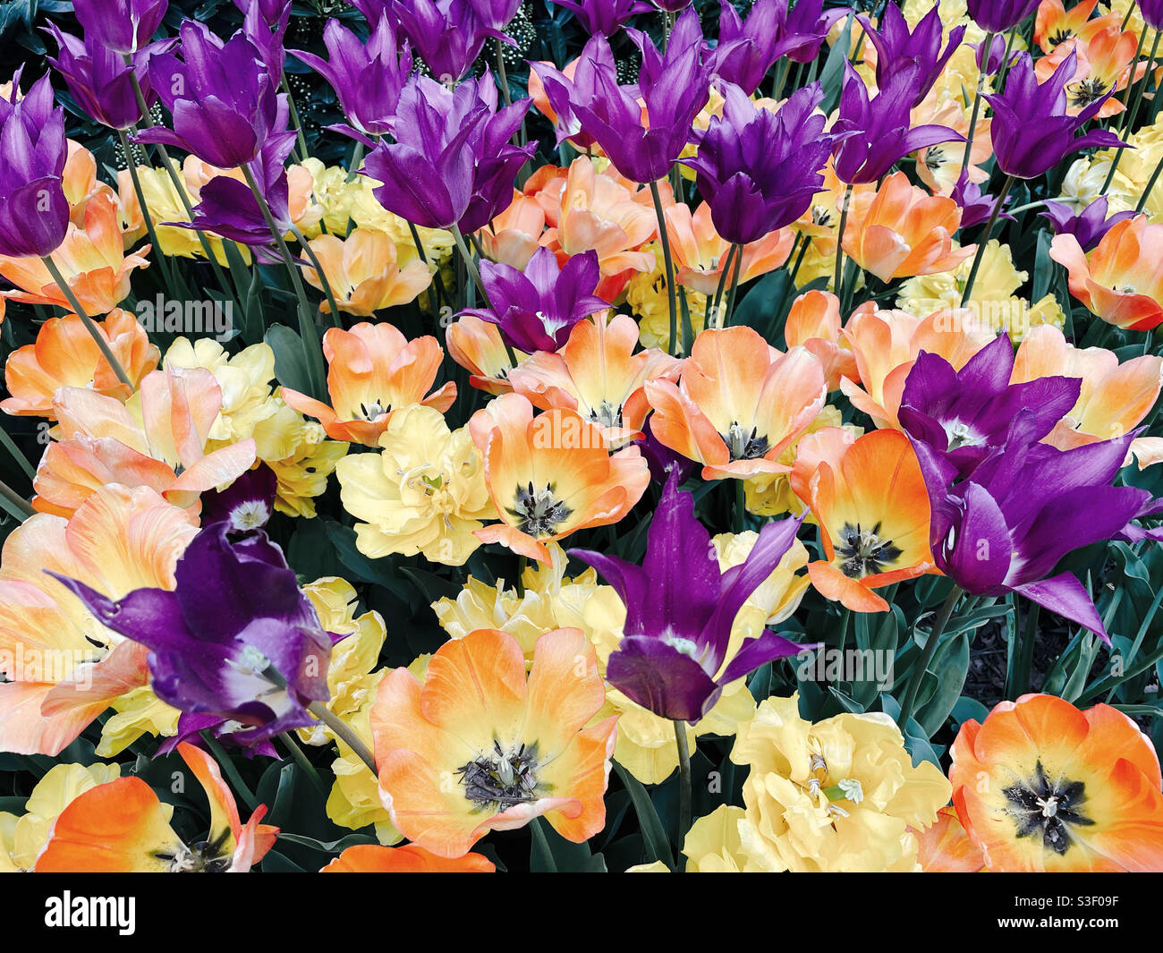 A flower bed of brightly colored tulips on a spring day Stock Photo - Alamy