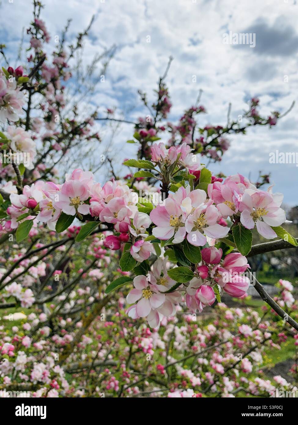 Apple Blossom - Smartphone Captured Stock Image