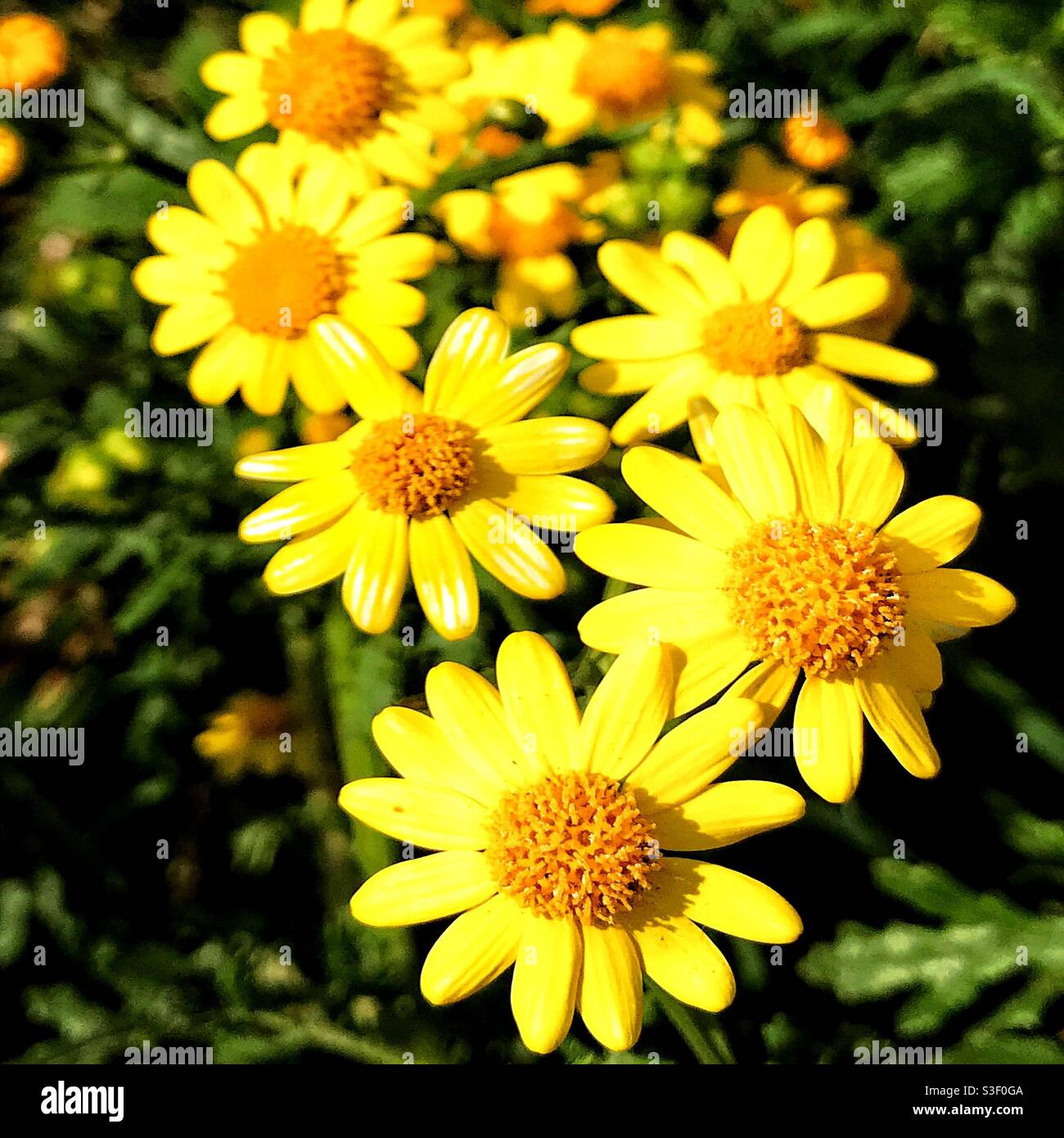 Springtime flowers- Oxford Ragwort. Stock Photo