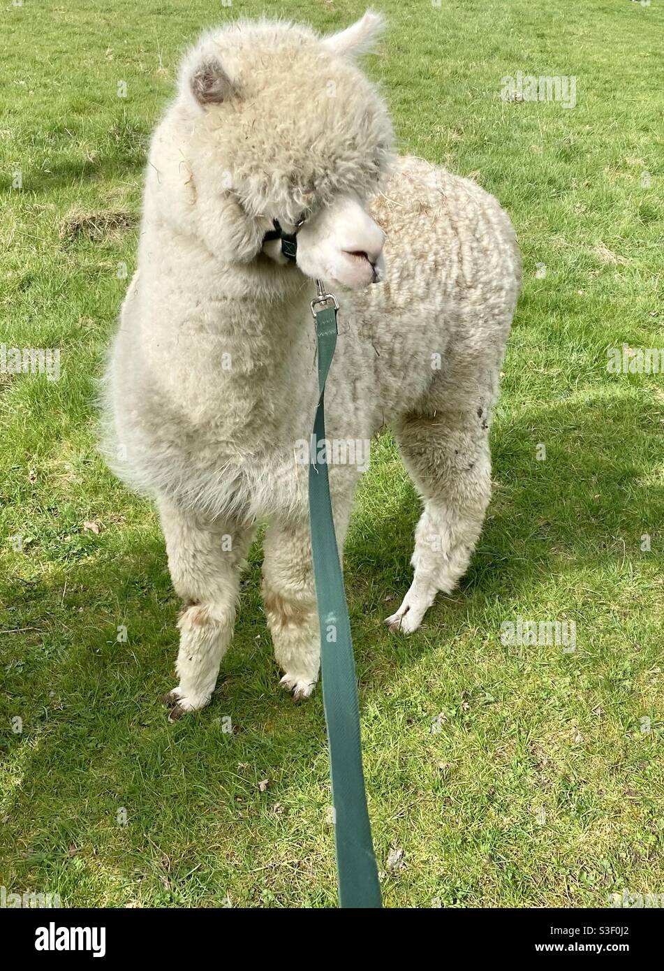 Lane house alpacas - Smartphone Captured Stock Image