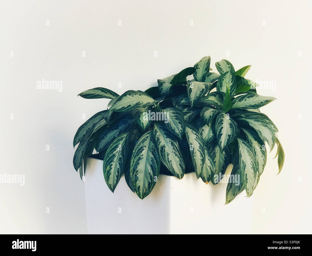 Minimalist scene - green plant in a white plant pot, against a white wall. - Smartphone Captured Stock Image