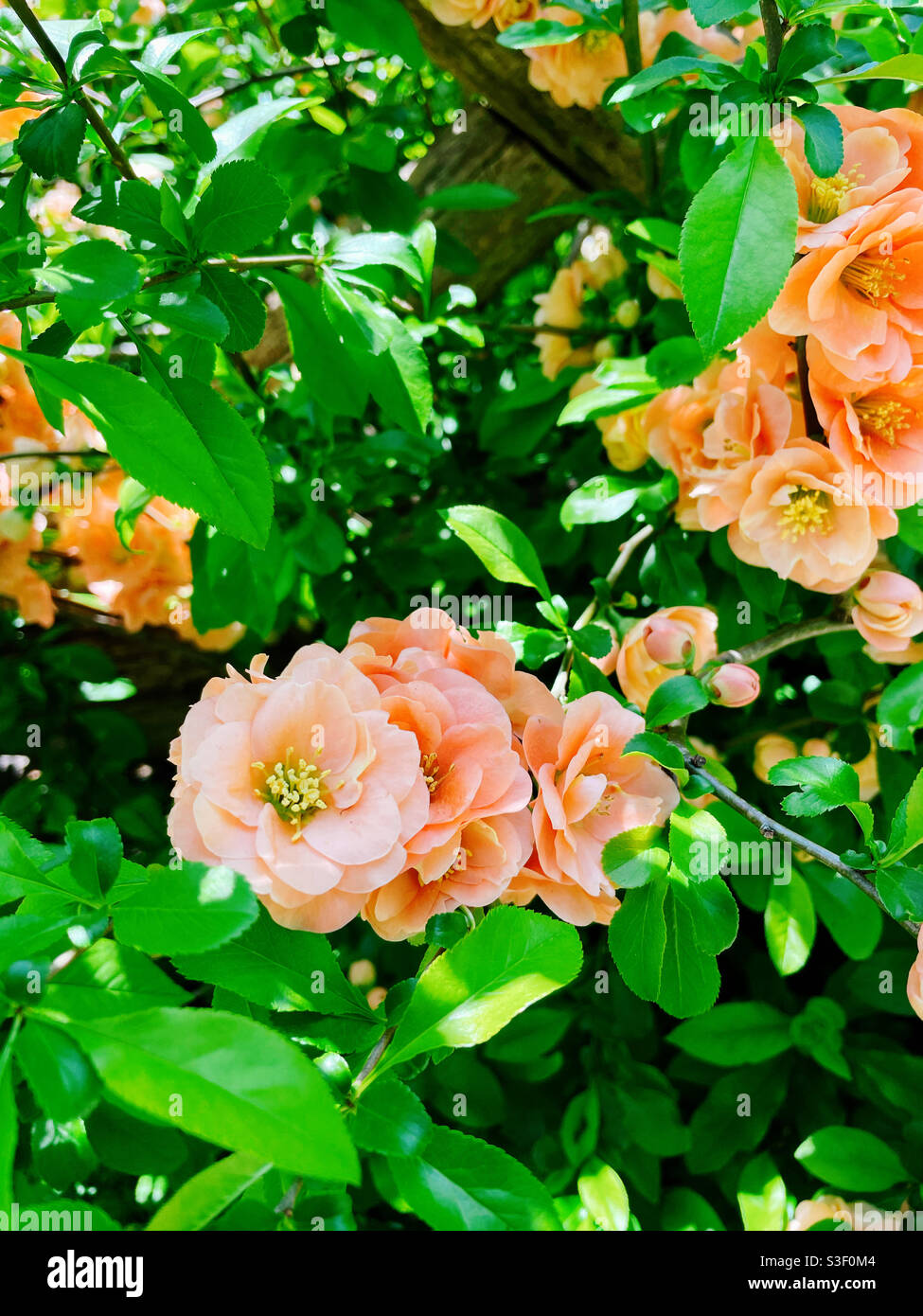 Peach colored Quince blossoms in Shakespeare Garden, central park, NYC, USA - Smartphone Captured Stock Image