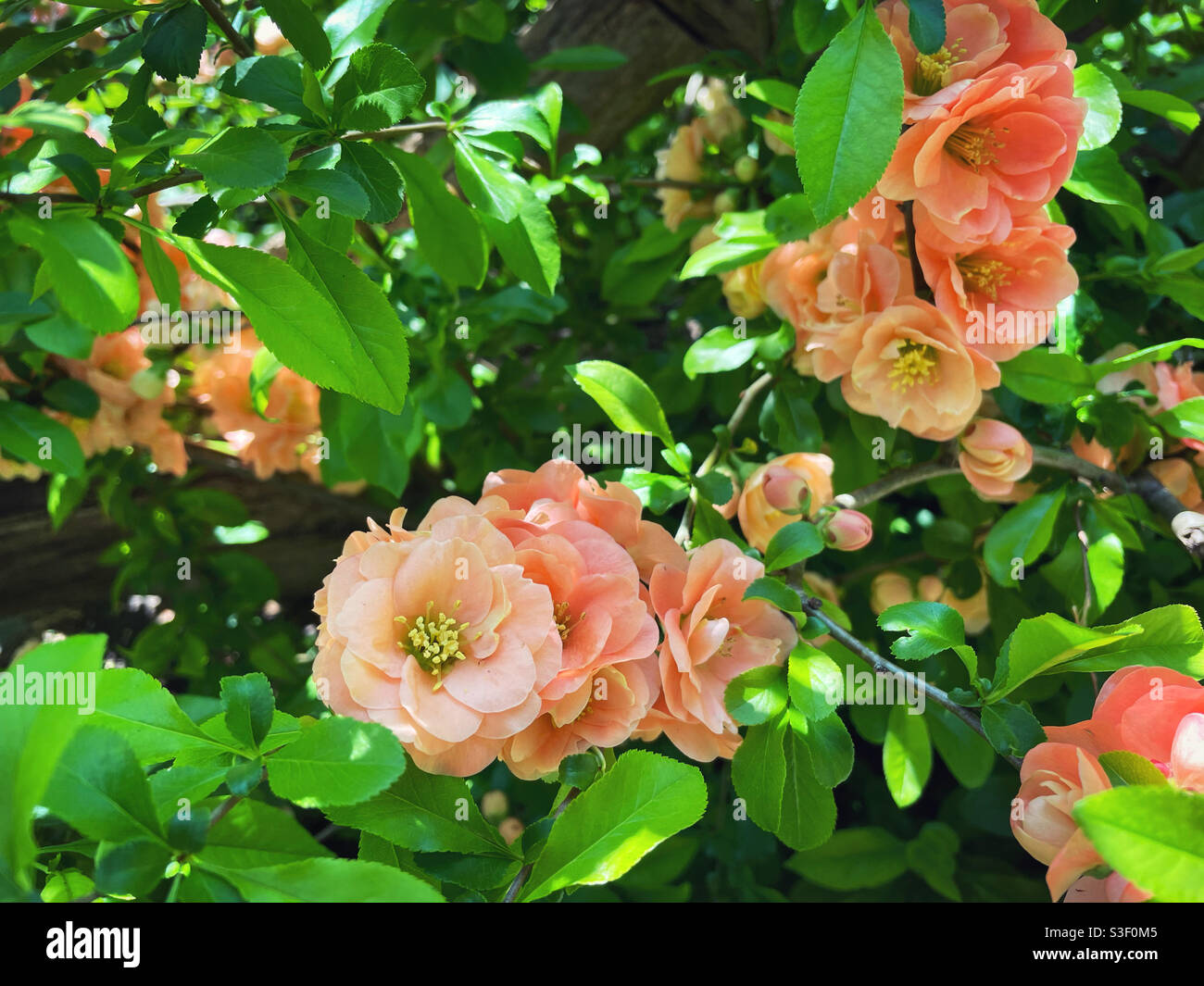 Peach colored quince blossoms in Shakespeare Garden in new York city Central Park during spring time - Smartphone Captured Stock Image