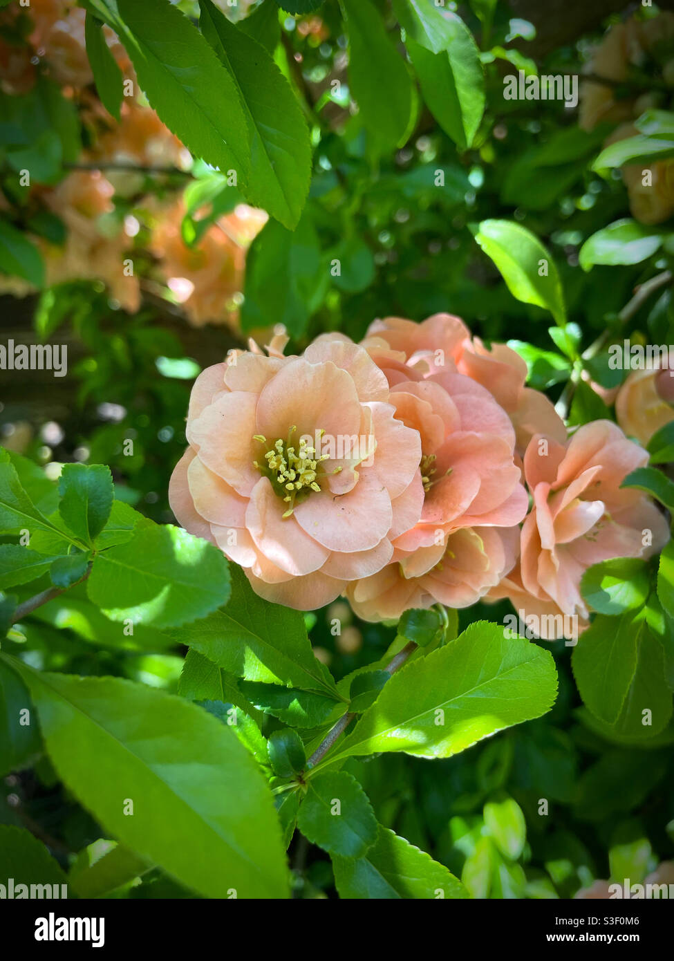 Peach colored quince flowers blooming in Shakespeare Garden, central park, New York City - Smartphone Captured Stock Image