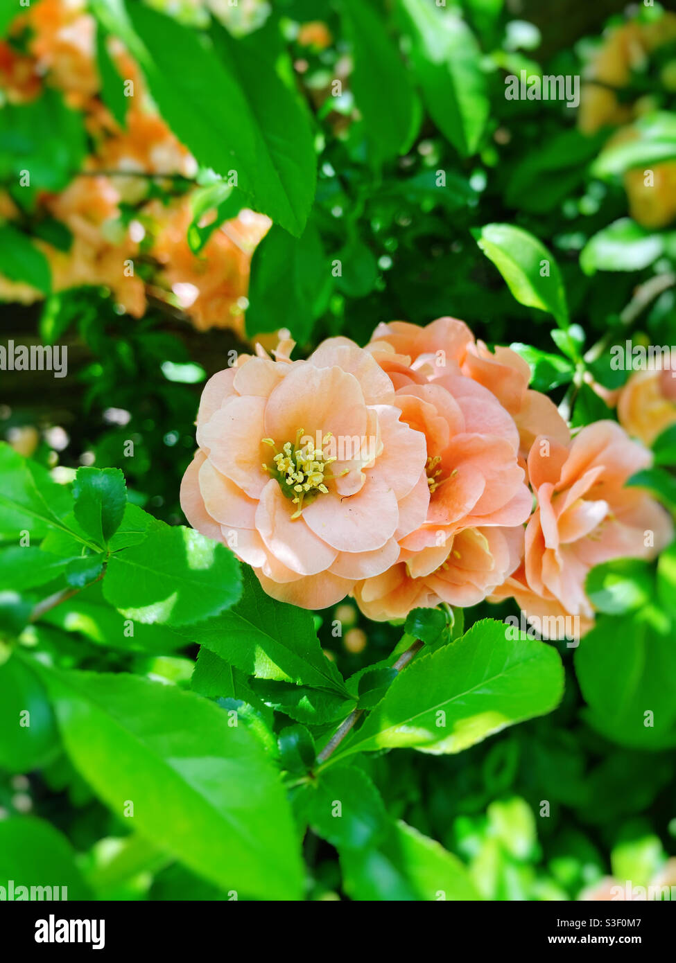 Peach colored Quince blossoms in Shakespeare Garden, central park, NYC, USA - Smartphone Captured Stock Image