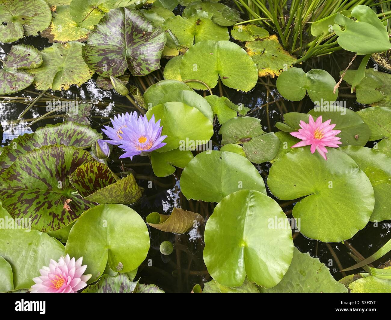Water garden with flowers and leaves - Smartphone Captured Stock Image
