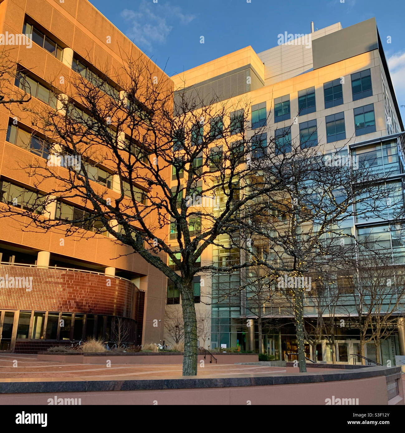 December, 2020. A tree in front of the Whitehead Institute for Biomedical Research (left.) Massachusetts Institute of Technology, Cambridge, Massachusetts, United States - Smartphone Captured Stock Image