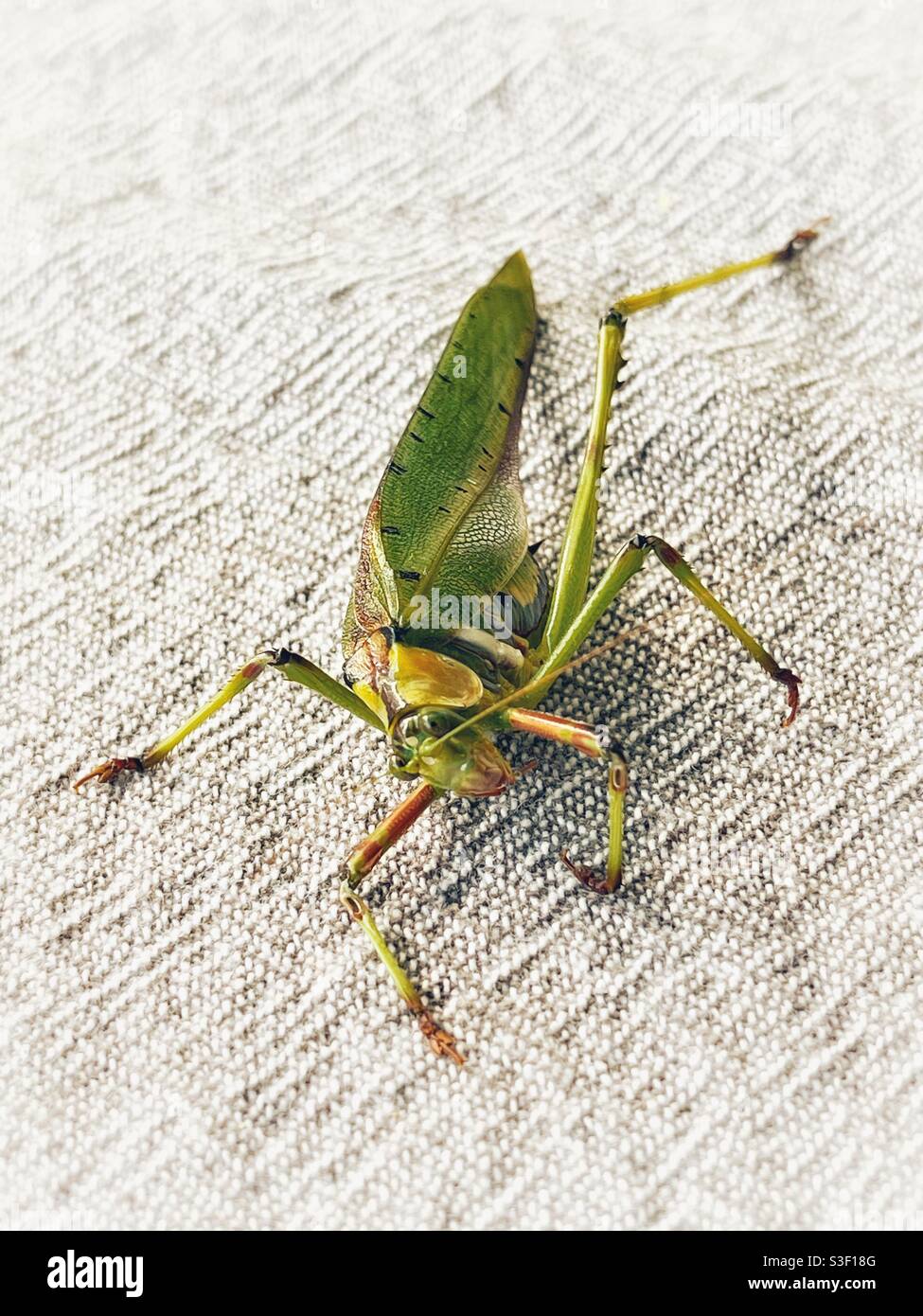 Missing Leg High Resolution Stock Photography And Images Alamy