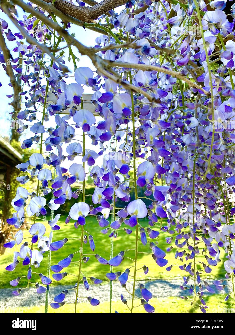 Wisteria in bloom - Smartphone Captured Stock Image