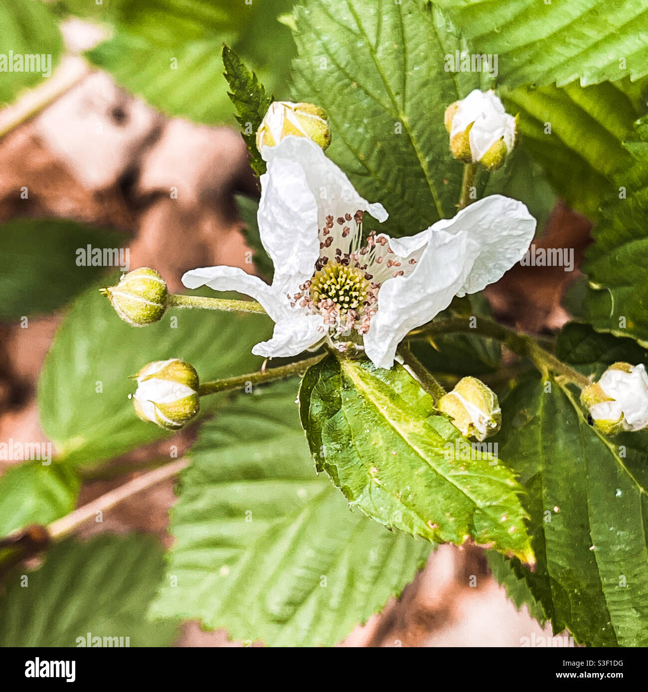 Blackberry flower open and ready for pollination Stock Photo