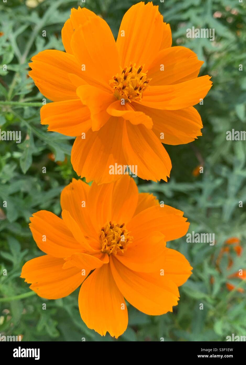 Orange cosmos flowers with green leaves Stock Photo