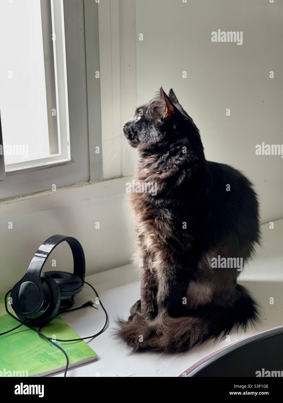 Black cat looks through a window. - Smartphone Captured Stock Image