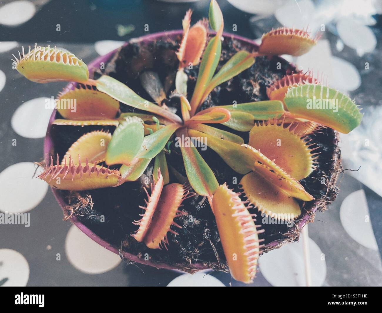 Venus fly trap plan flowers Stock Photo Alamy