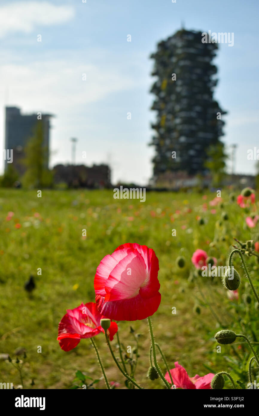 Little flowers - Spring in Milan Stock Photo