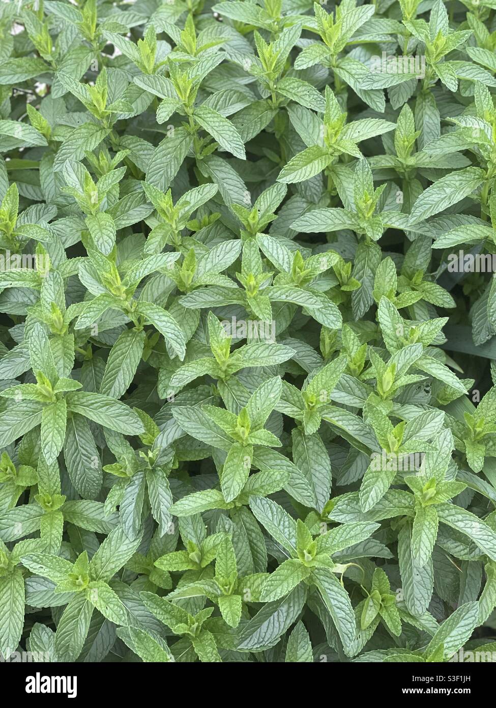 Mint Herb Plants in the garden during a spring day - Smartphone Captured Stock Image