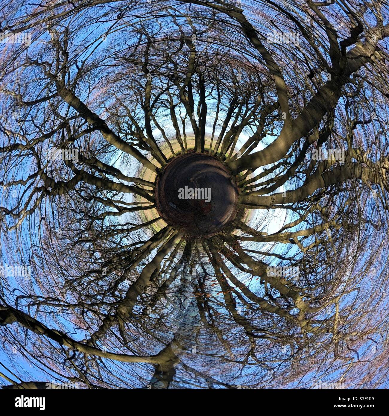 Tree world - Smartphone Captured Stock Image