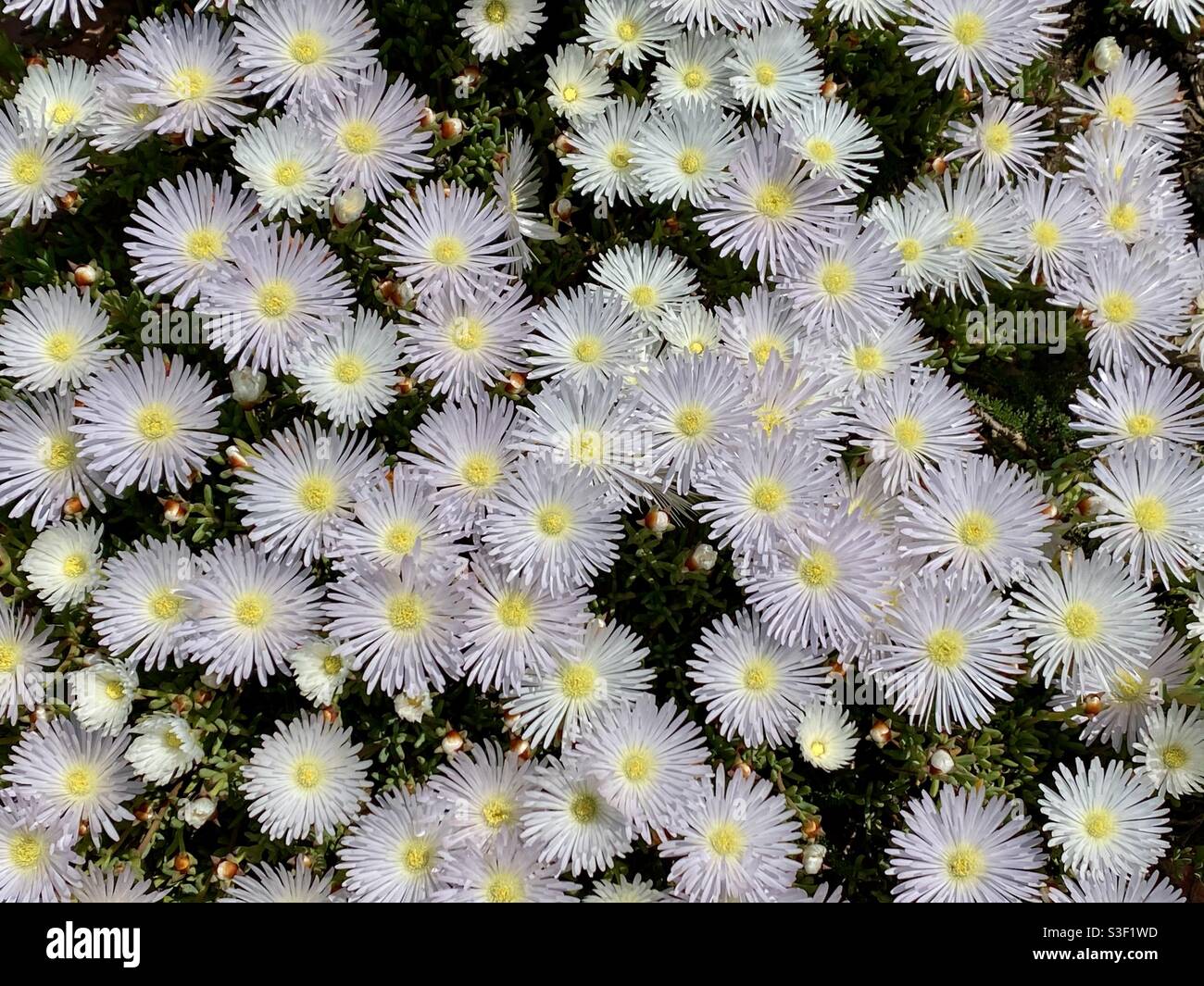 White and yellow flowers - Smartphone Captured Stock Image