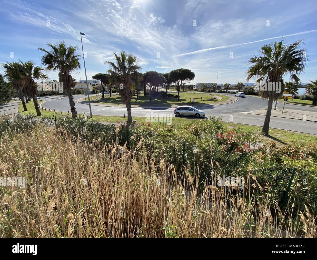 Roundabout with palm trees and one unknown cat in Palavas les Flots, Occitanie, South of France - Smartphone Captured Stock Image