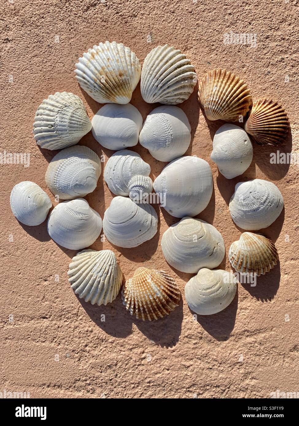 A collection of sea shells on an orange brown stucco wall background - Smartphone Captured Stock Image