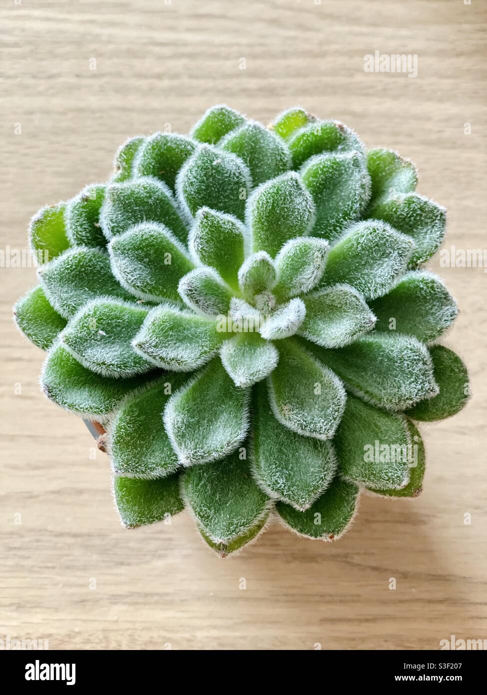 Beautiful green hairy succulent cactus plant pot on a wooden table Stock Photo