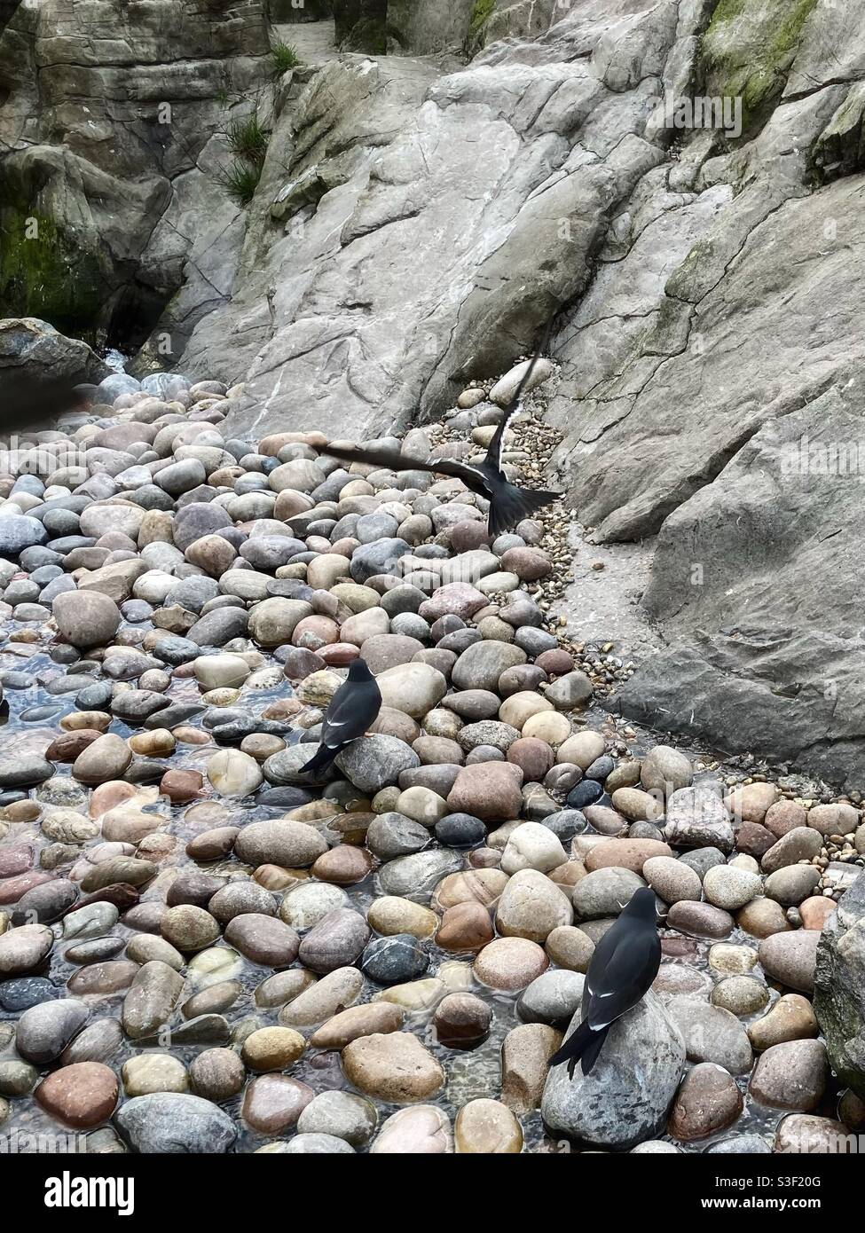 Inca terns (Larosterna Inca) Stock Photo