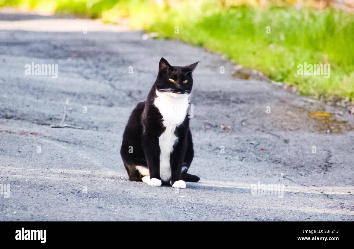 Holding court in the middle of the road, a cat surveys the scene, Canada. Concepts: waiting, watching, open air. Feral or pet on an outing. - Smartphone Captured Stock Image