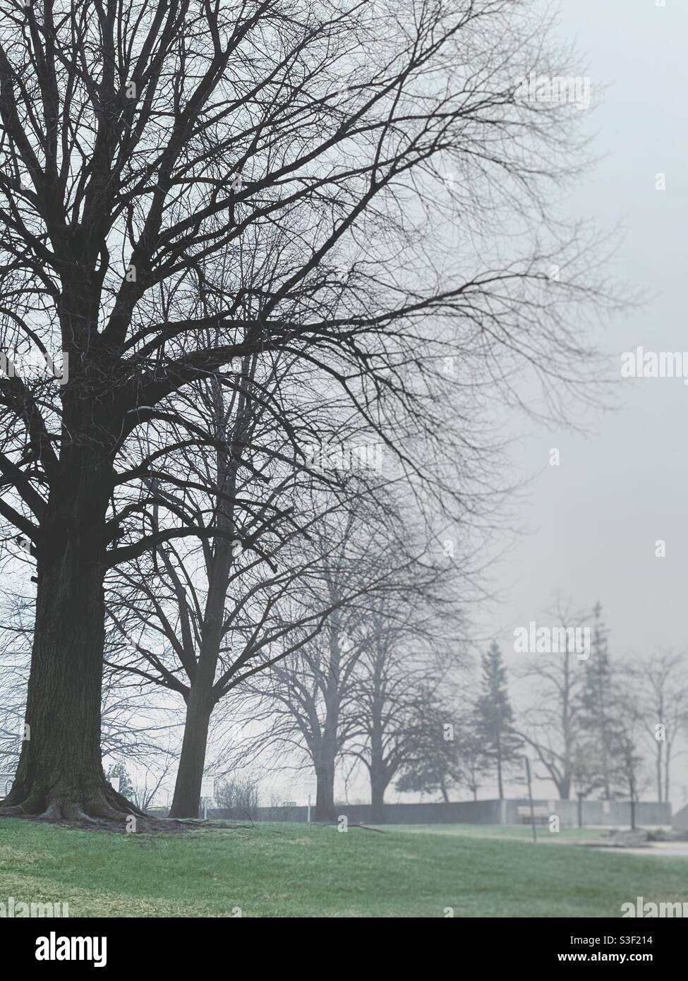 Foggy morning - Smartphone Captured Stock Image