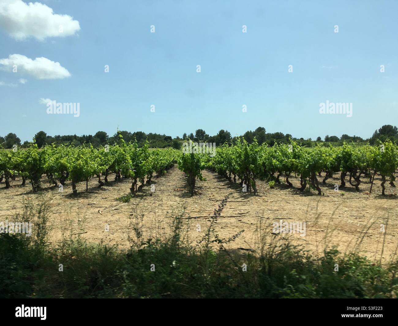 Vineyards rows in the south of France - Smartphone Captured Stock Image