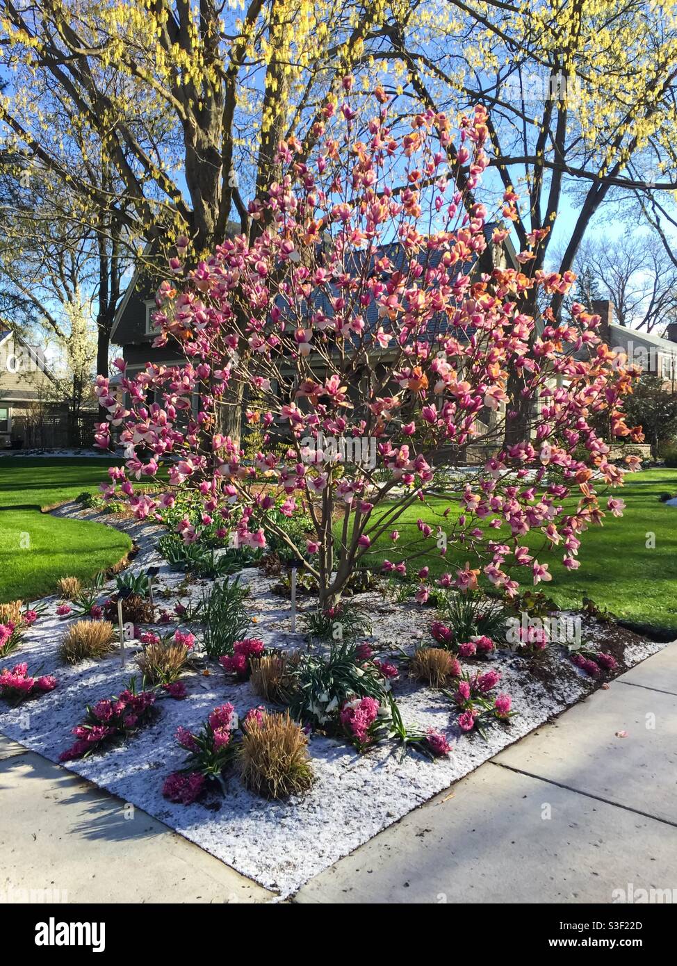 Early spring in the city. Fresh snow , tulips, hyacinths, Magnolia blossoms, budding leaves. Concepts: freshness, new beginning, seasons, Spring, joy, exuberance, natural, beauty. - Smartphone Captured Stock Image
