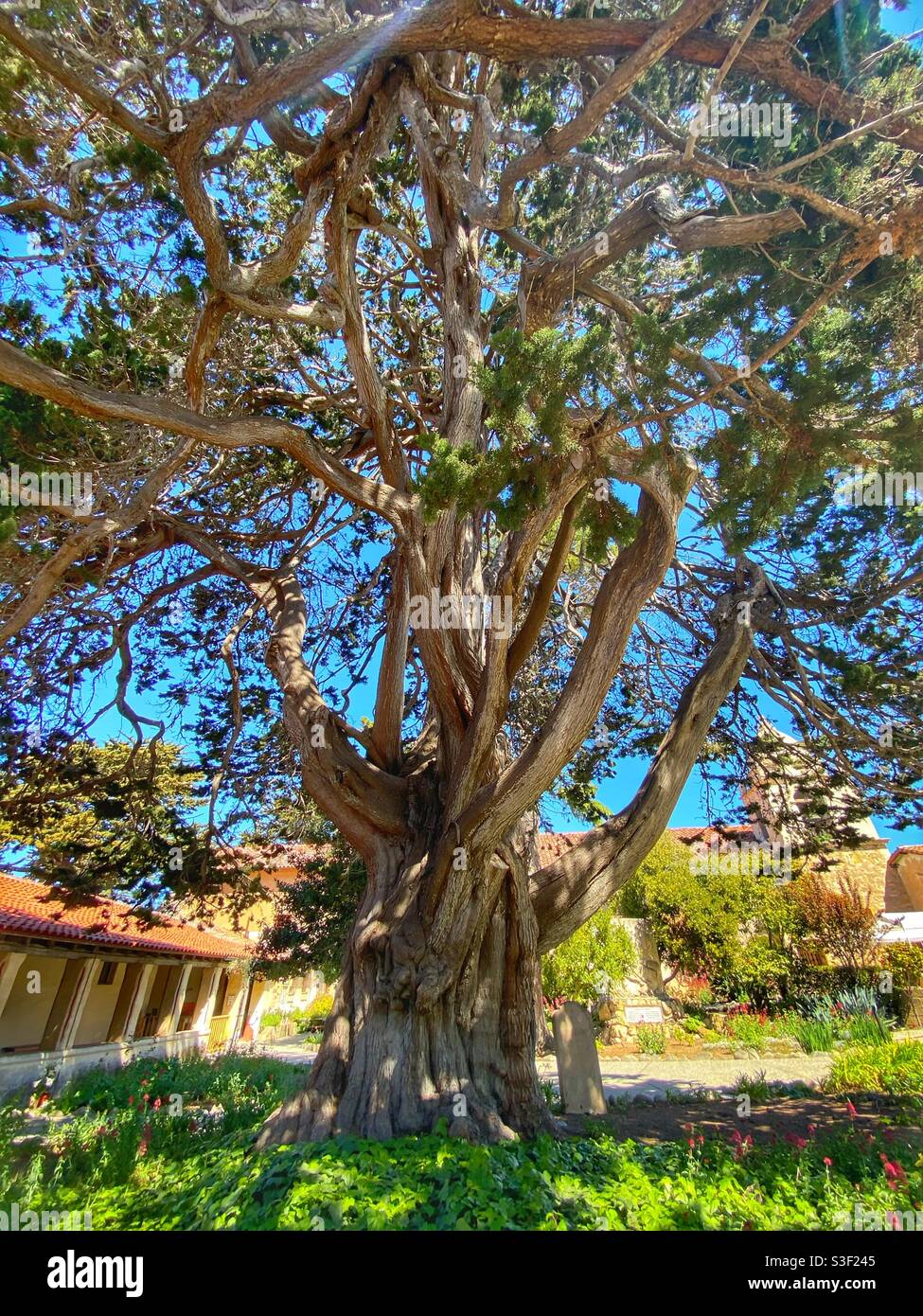 Cool old gnarled tree - Smartphone Captured Stock Image
